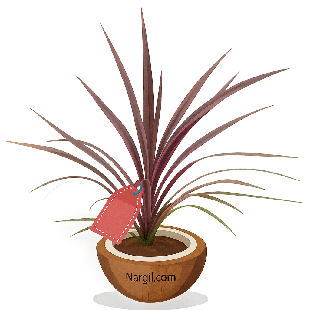  Nargil - Cordyline australis